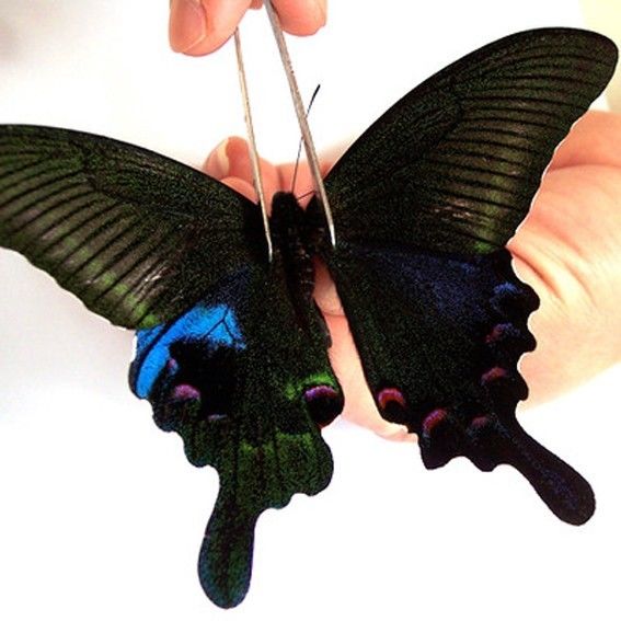 Papilio arcturus-bianor (hybrid-mosaic,LHW=papilio arcturus,RHW=papilio bianor)2 [Internet image property of respective owner, non commercial use only]